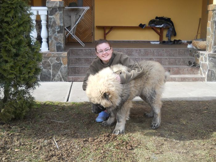 DSCN2780 - borys ciob caucazian DE VANZARE