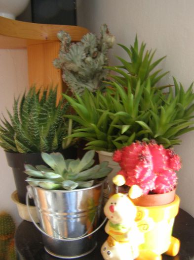 Alti cactusi