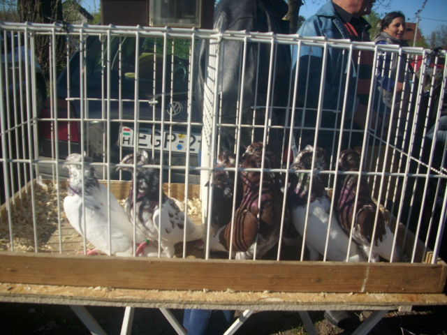 Zburatori de Szeghedin