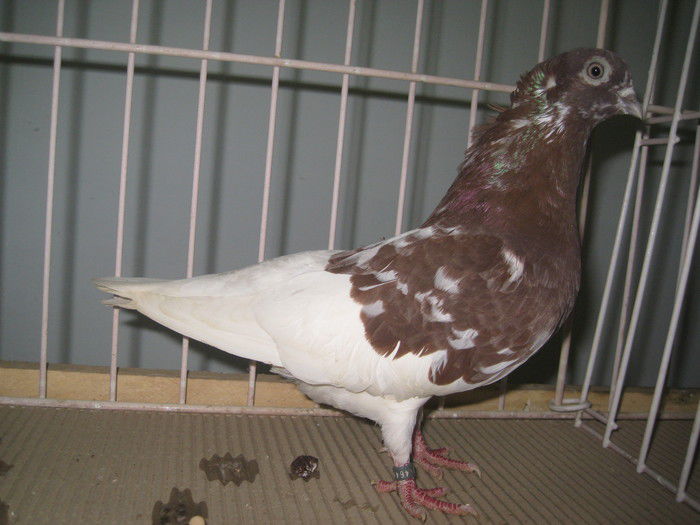 Zburatori de Szeghedin