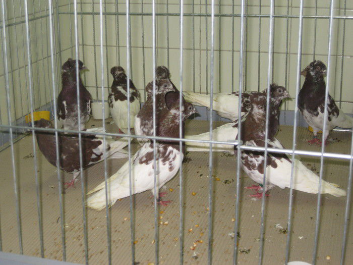 Zburatori de Szeghedin