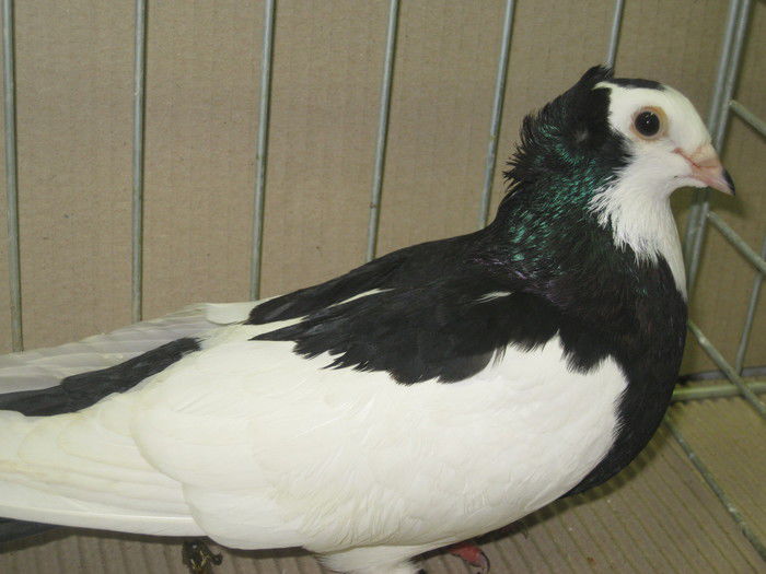 Zburator de Szeghedin