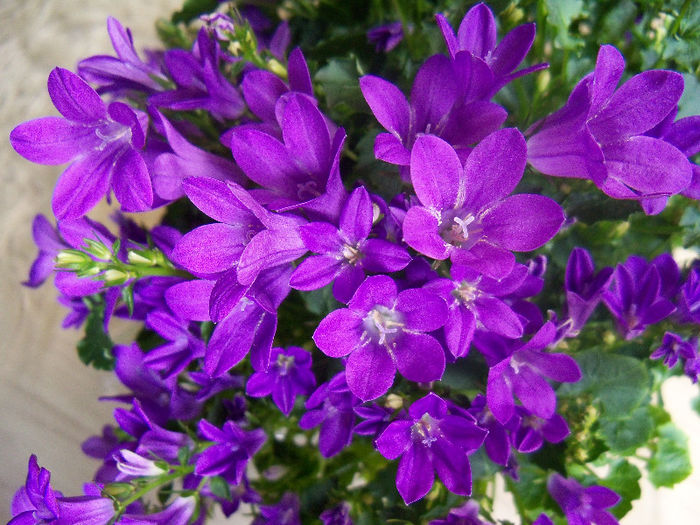 101_6953 - CAMPANULA