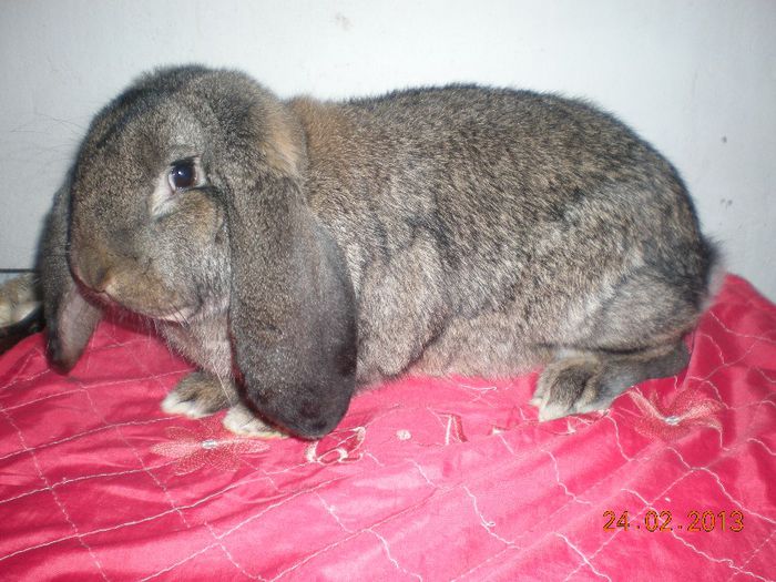 DSCN7577 - femela berbec agouti 1