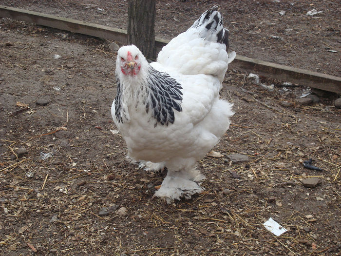 Ralucas! 085 - Matca Brahma HD 2013