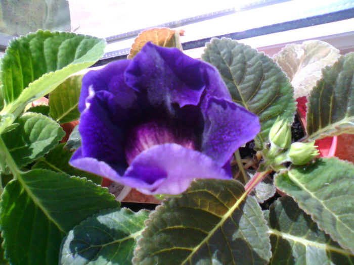 Gloxinia violet-albastrui - Plantele mele