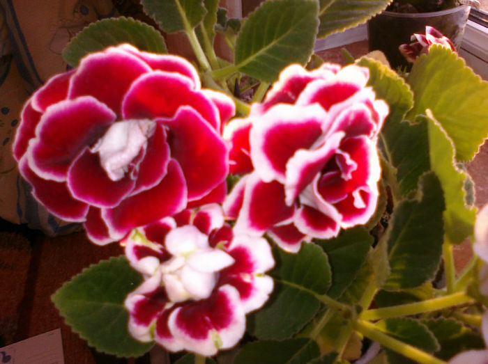 Gloxinia...si atat