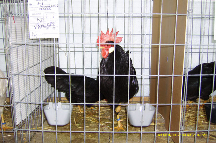 Picture 068 - Expozitia de pasari Brasov