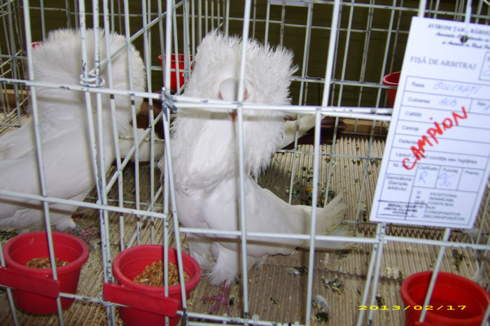 Picture 070 - Expozitia de pasari Brasov