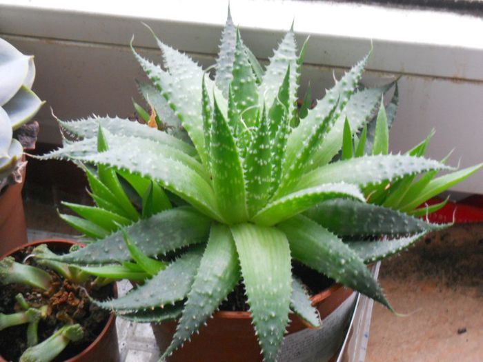 Aloe pitica - Pregatiri de primavara