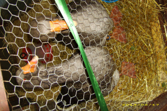 Picture 114 - Expozitia de pasari Brasov