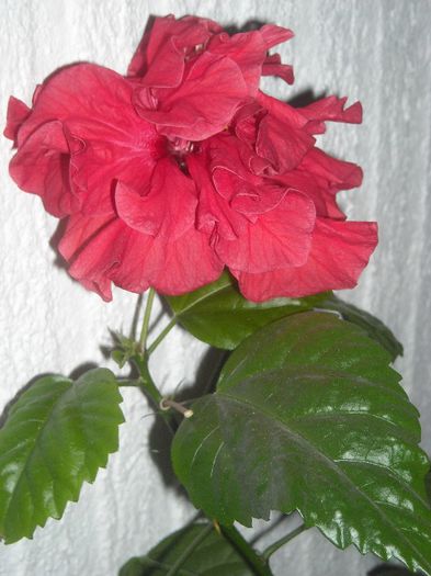 hibi rosu - 0 Din florile mele