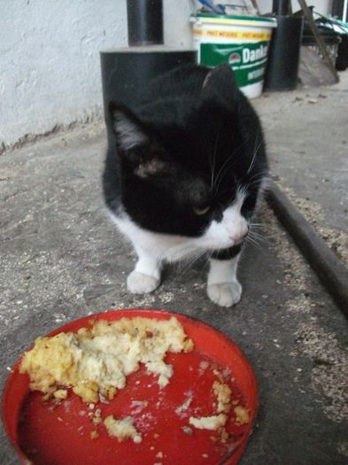 musafira de la cina - Animalutele casei