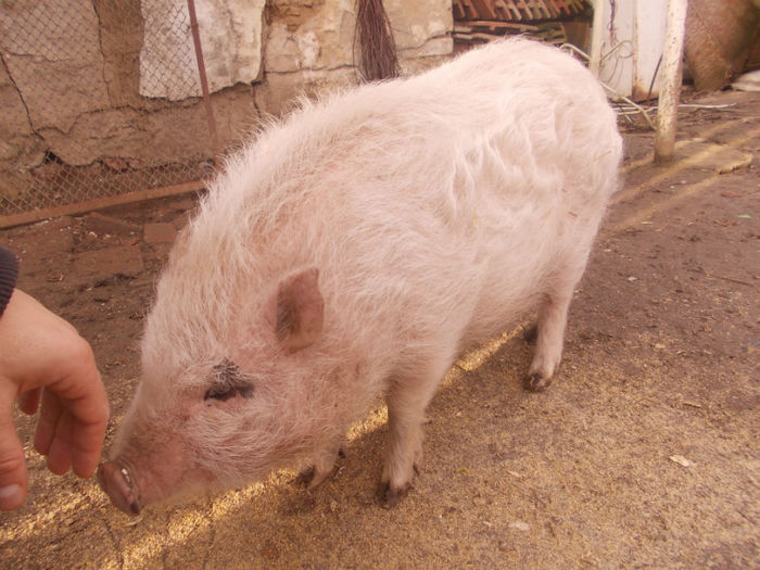 Picture 022 - Cicutza