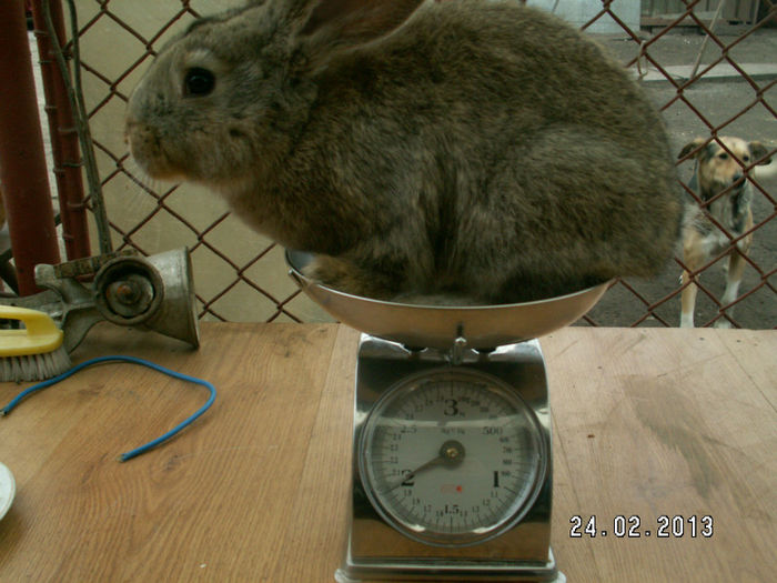 am crescut si am ajuns la 2kg - iepuri 25-12-2012