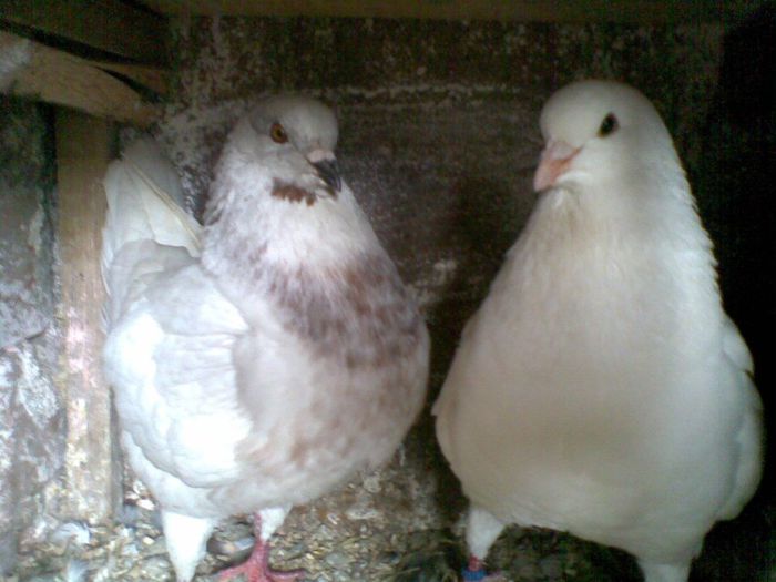24022013(003) - Kingi