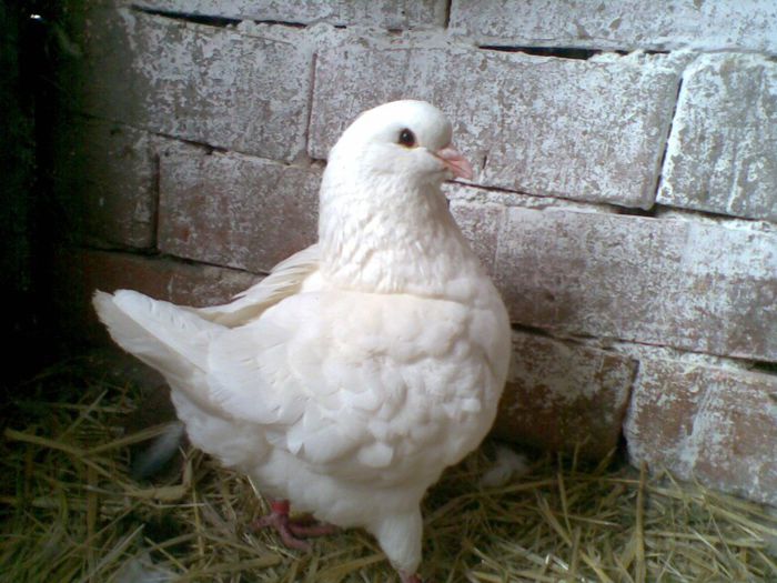 24022013(008) - Kingi
