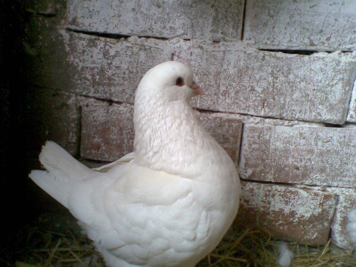 24022013(012) - Kingi