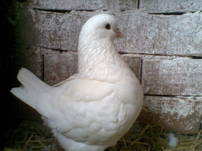 24022013(013) - Kingi