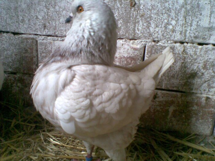 24022013(014) - Kingi