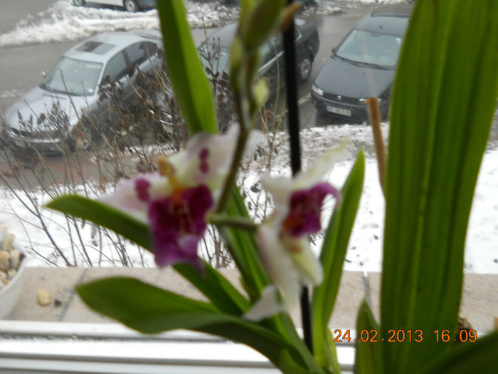 004 - FEBRUARIE 2013