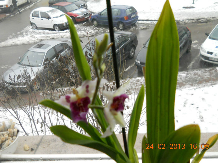 005 - FEBRUARIE 2013