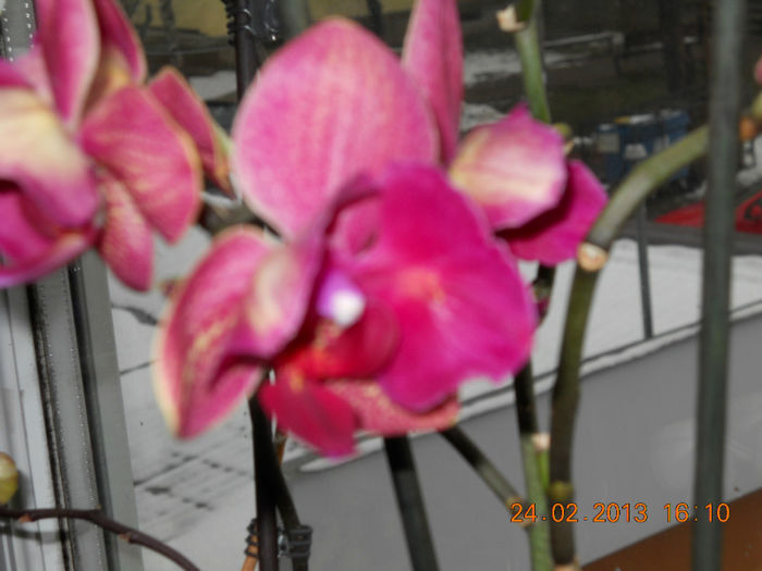 009 - FEBRUARIE 2013