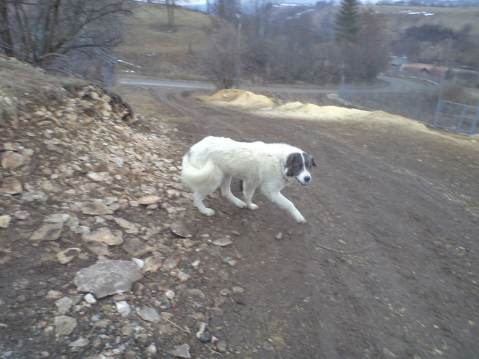 DSC01290 - CIOBANESC DE BUCOVINA