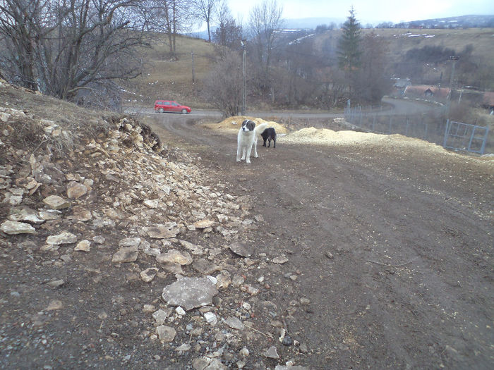 DSC01291 - CIOBANESC DE BUCOVINA