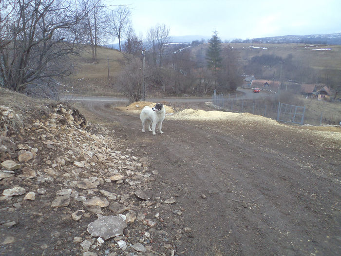 DSC01292 - CIOBANESC DE BUCOVINA