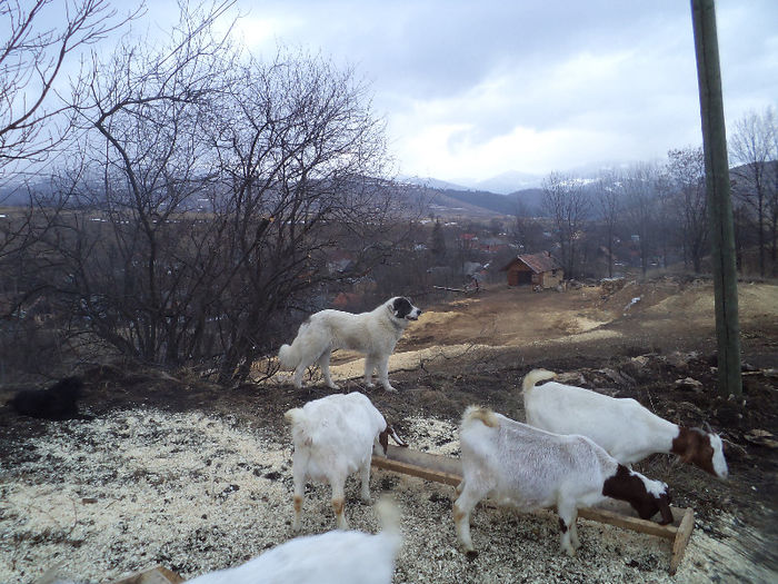 DSC01296 - CIOBANESC DE BUCOVINA