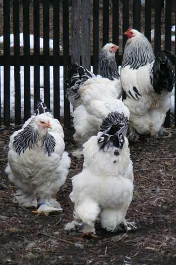 HERMINAT DESCHIS 2013 FAM 3 (22)