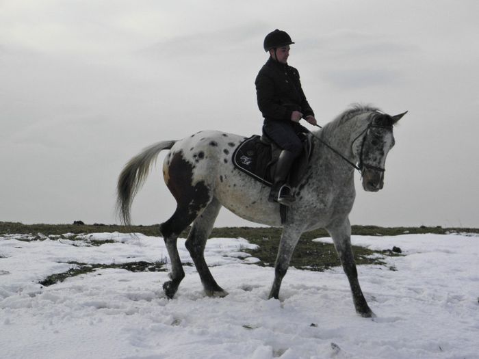 IAPA SPORT POLONEZA APPALOOSA