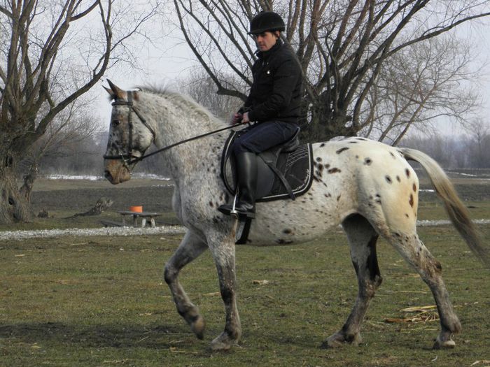 IAPA SPORT POLONEZA APPALOOSA