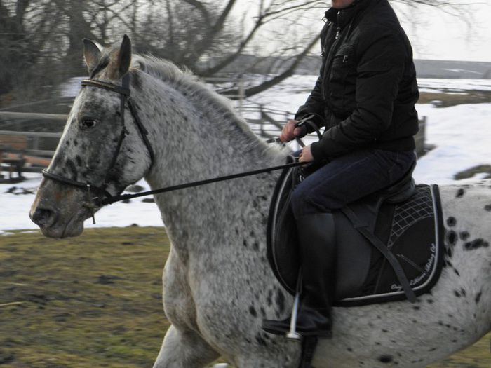 IAPA SPORT POLONEZA APPALOOSA