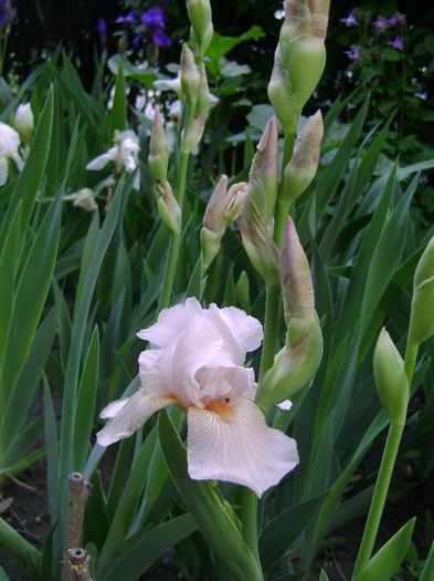 roz deschis - Irisi