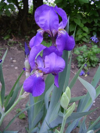 DSC04658 - Irisi