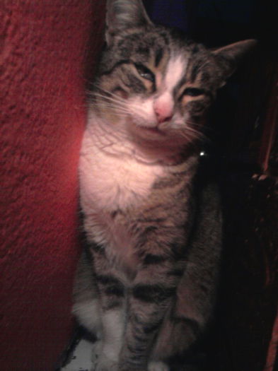 Fotografie2800 - 1animalutele mele