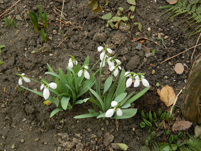 DSCN5031 - GHIOCEI 2012 2013