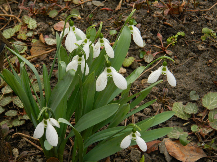 DSCN5033 - GHIOCEI 2012 2013