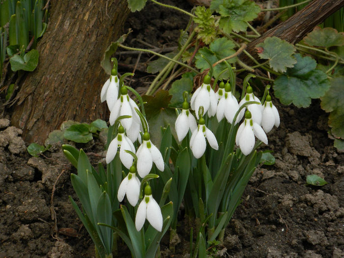 DSCN5035 - GHIOCEI 2012 2013