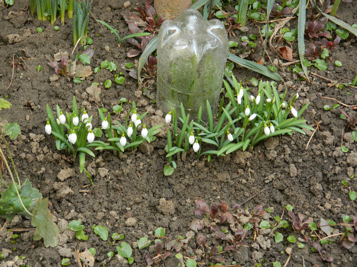 DSCN5036 - GHIOCEI 2012 2013