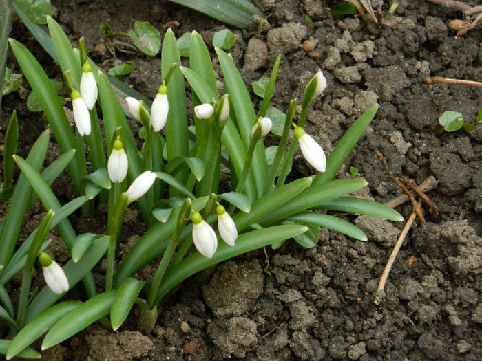 DSCN5037 - GHIOCEI 2012 2013