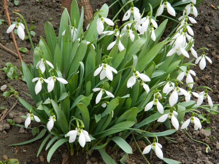 DSCN5038 - GHIOCEI 2012 2013