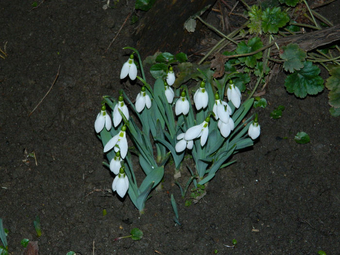 DSCN5078 - GHIOCEI 2012 2013