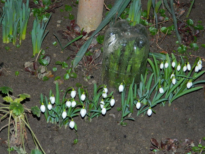 DSCN5079 - GHIOCEI 2012 2013