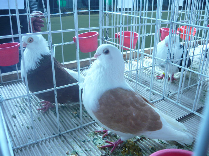 camp Brasov 2013 - 3 PESCARUS DE  AACHEN