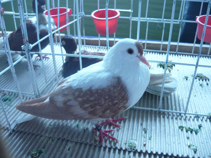 expo Brasov 2013 - 9 ZBURATOR DE TURINGER