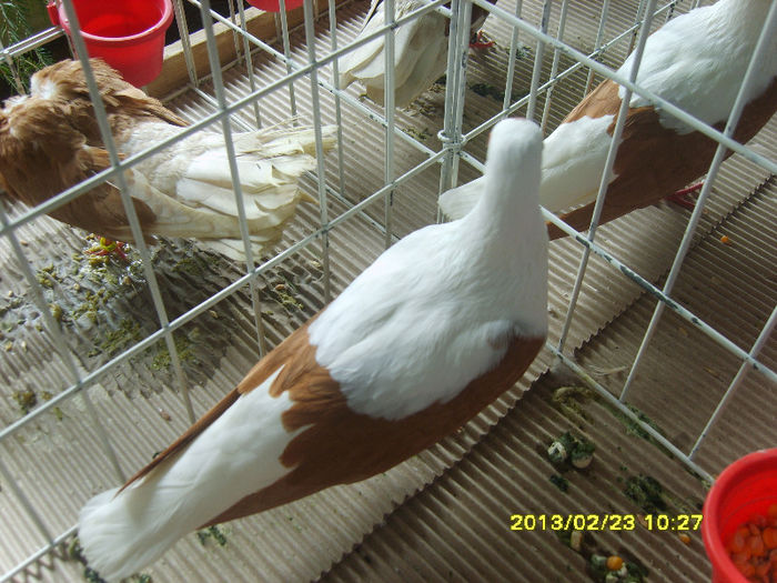 S8304390 - Expozitie Brasov 22-24 feb 2013