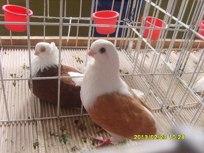 S8304392 - Expozitie Brasov 22-24 feb 2013